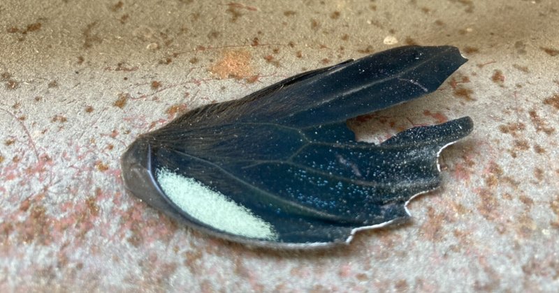 クロアゲハ の新着タグ記事一覧 Note つくる つながる とどける