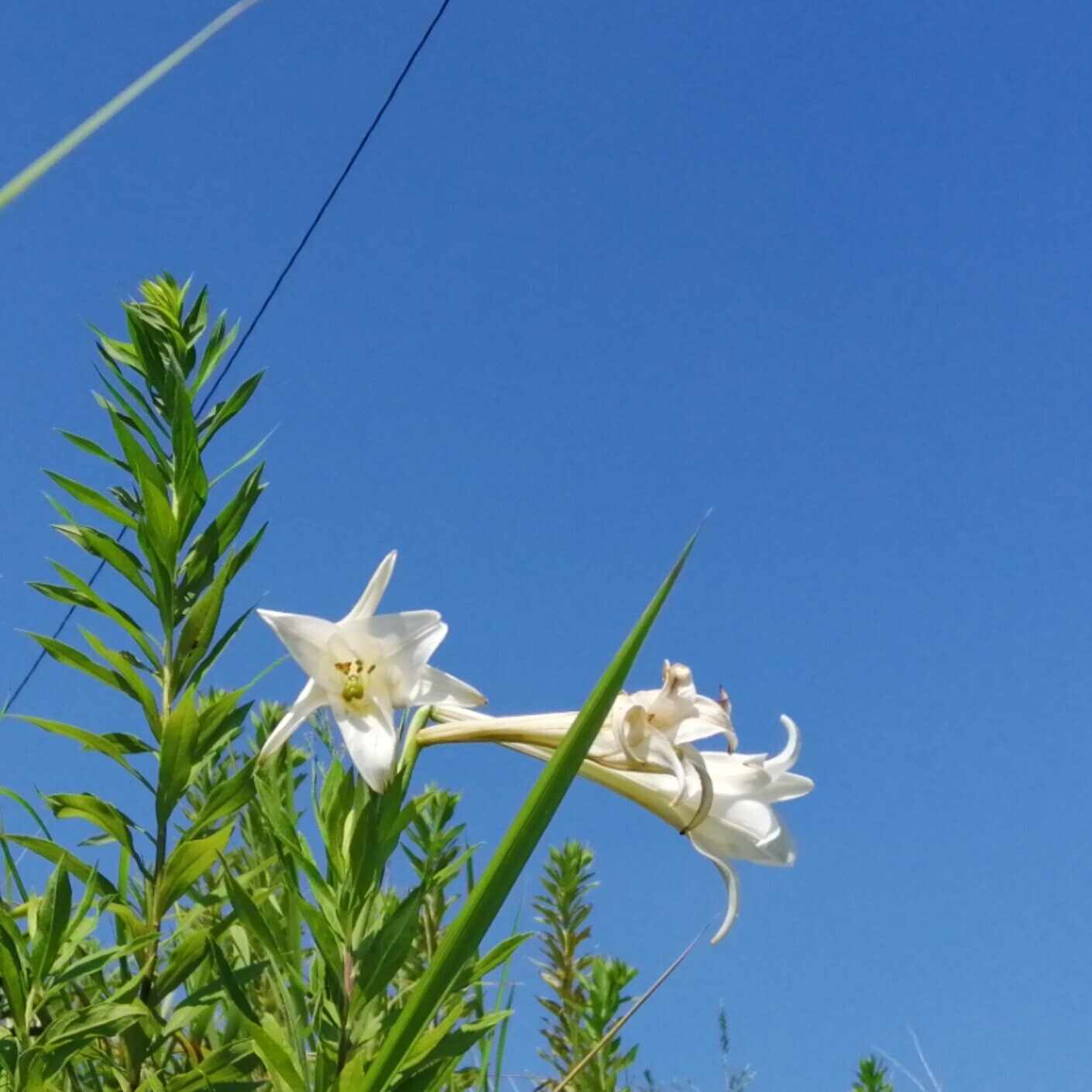 ファンレター 蛍智宏 Hotaru Tomohiro Note