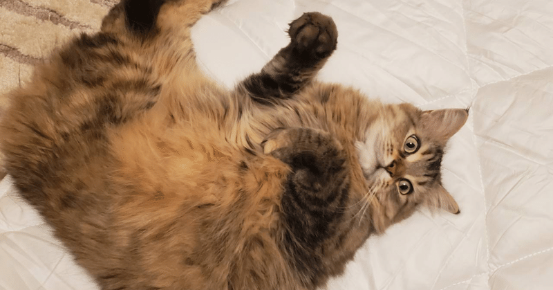 心が疲れ果てた君へ ゆーさんレシピ Note