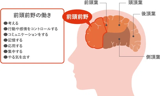 脳の世界地図 (前頭葉偏)｜NAMI YOSHIDA