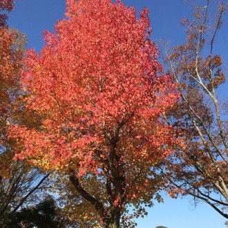 ピクトブランドの思い出 運動 Note