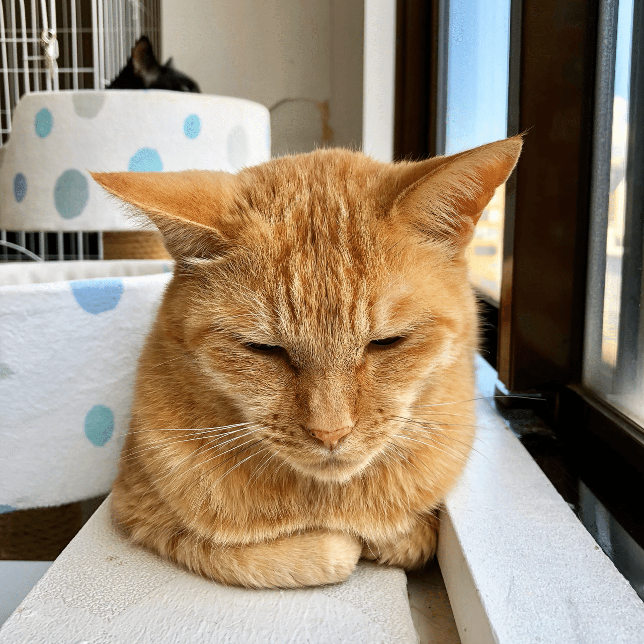 茶トラ ねこ 1029 大村理文 Note