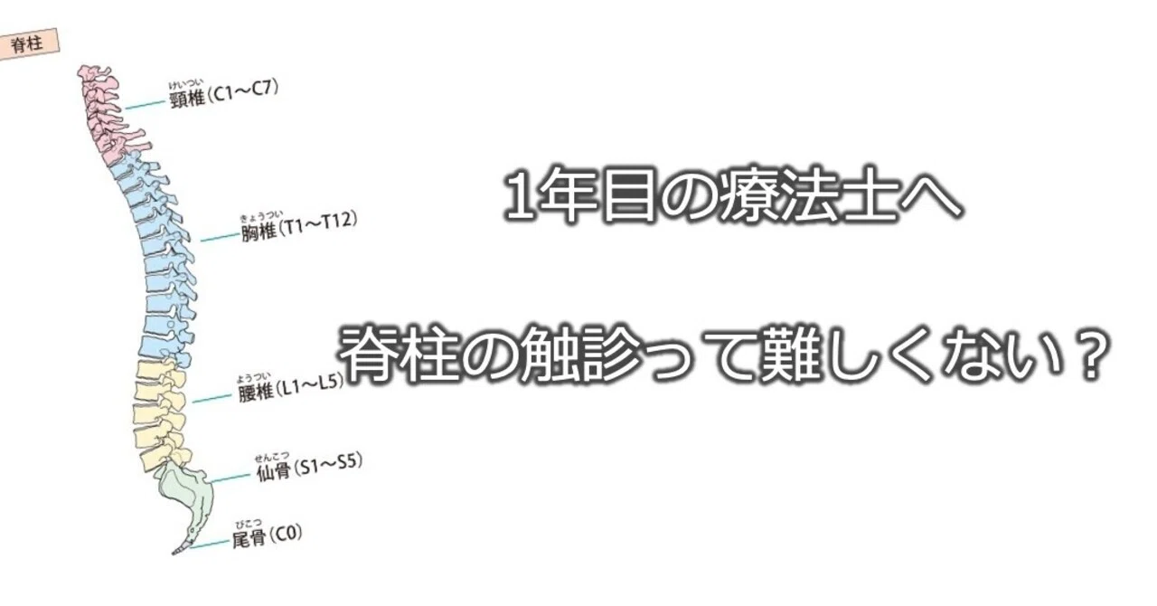 脊柱の触診って難しくない？｜加藤淳