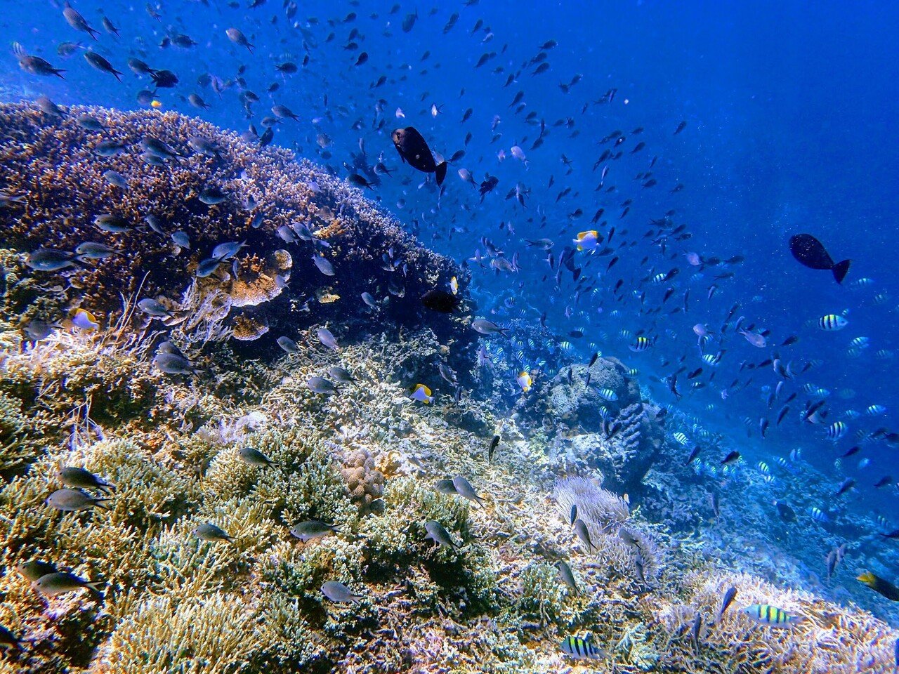 辺野古の生物多様性：普天間飛行場代替施設建設事業の科学的問題