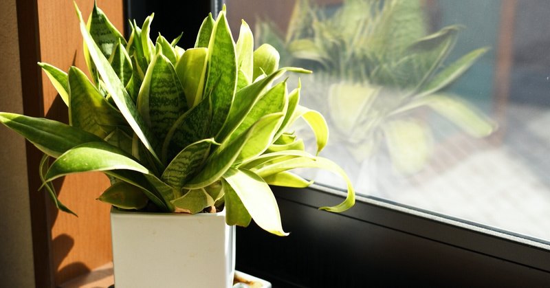 狭い部屋に植物を増やす方法まとめ 吉住大輔 Note