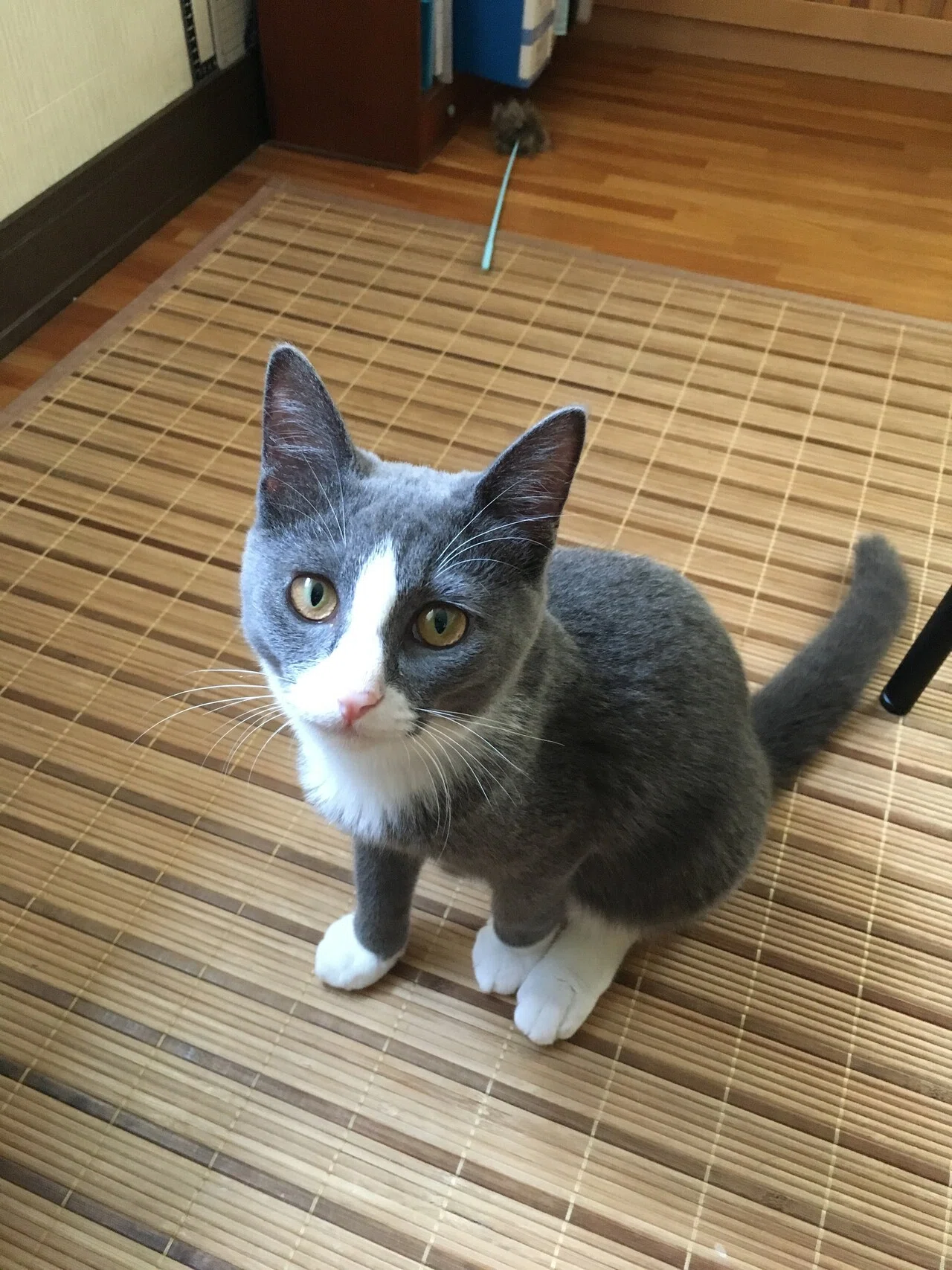 猫なんて飼うんじゃなかった|そめかわ たくま|note