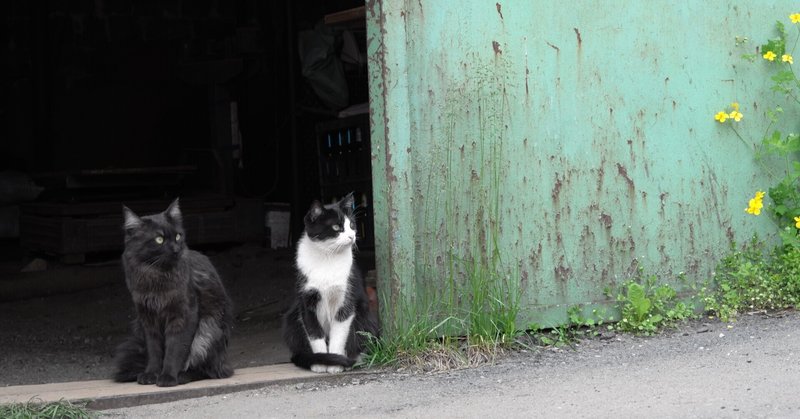 米津玄師zooに生息している生き物たち Wild Orange Note