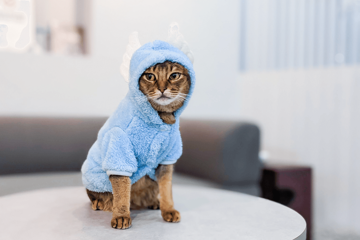 拝啓、Catlogをお使いの猫様たちへ。Catlogメンバー証を発行