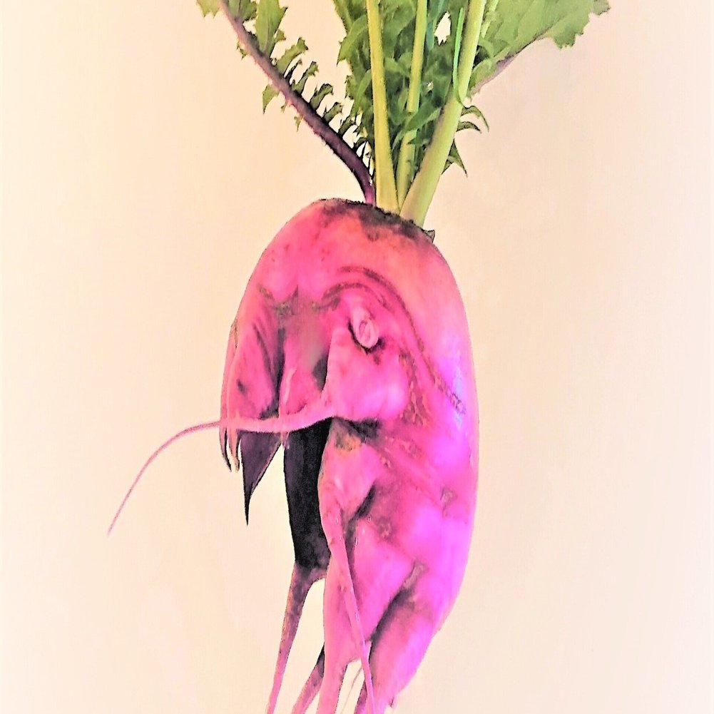 野菜アートvol 6 襲う大根 ๑ºdº๑ 三浦雅之 みうら まさゆき Note