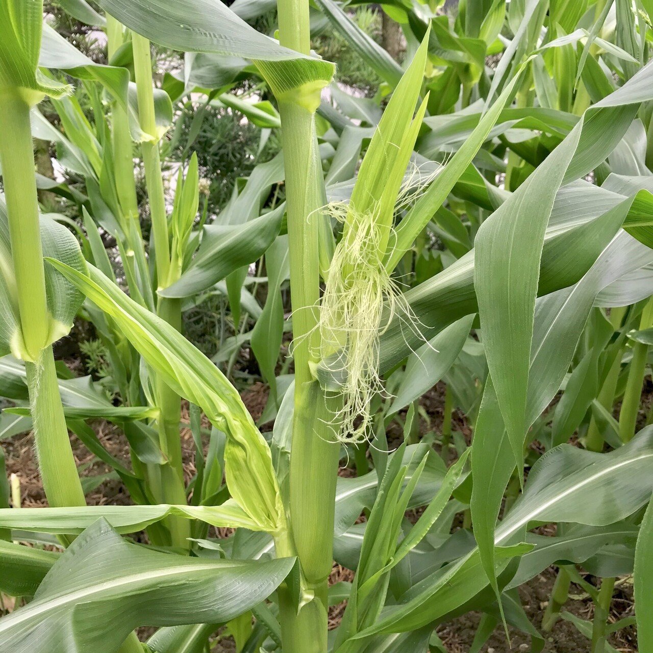 年のトウモロコシ栽培 自家採種の記録 黒大根くん2 0 Note