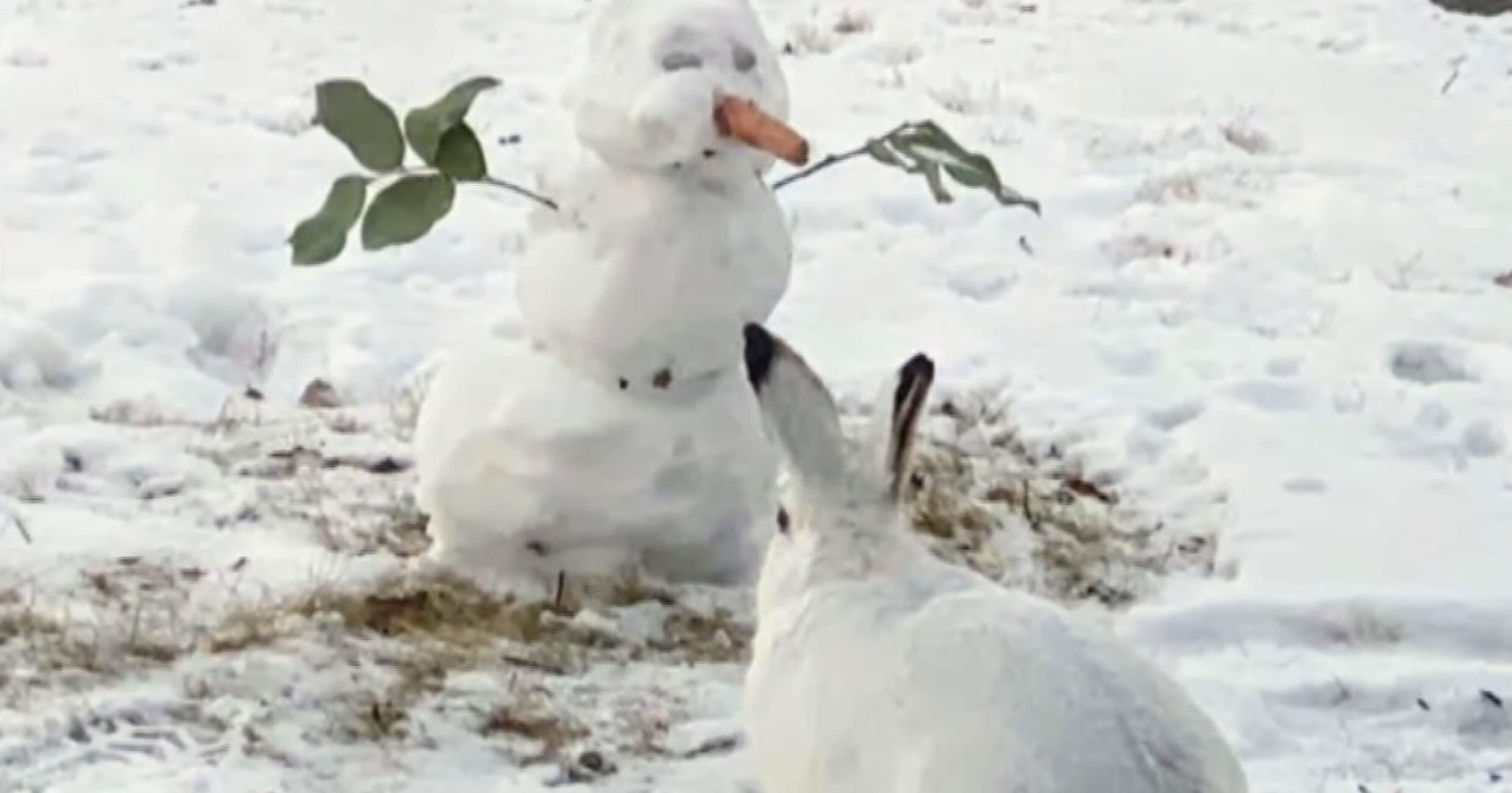 雪だるまとウサギ ノリノリ Note