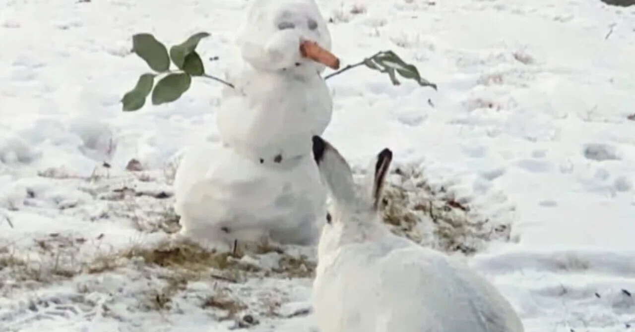 雪だるまとウサギ｜ノリノリ