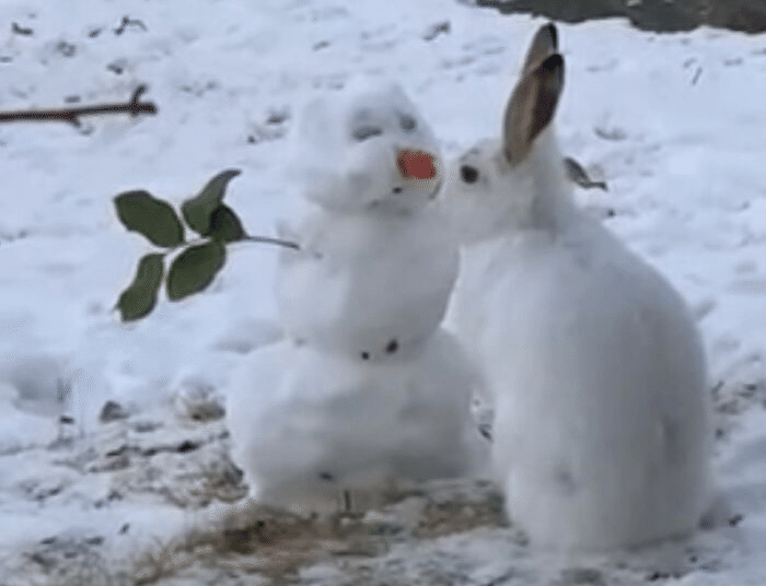 冬うさぎちゃん&雪ダルマ(うさぎ)