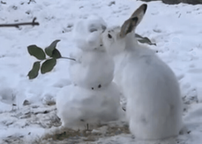 雪だるまとウサギ｜ノリノリ