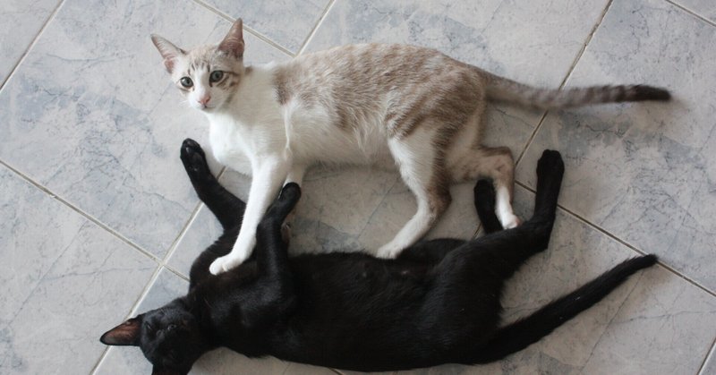 タイからミャンマーへ愛猫と移住 大変だったけど 想像していたより簡単だったよ物語 ミャンマー移住 ネコと私とミャンマーと Note