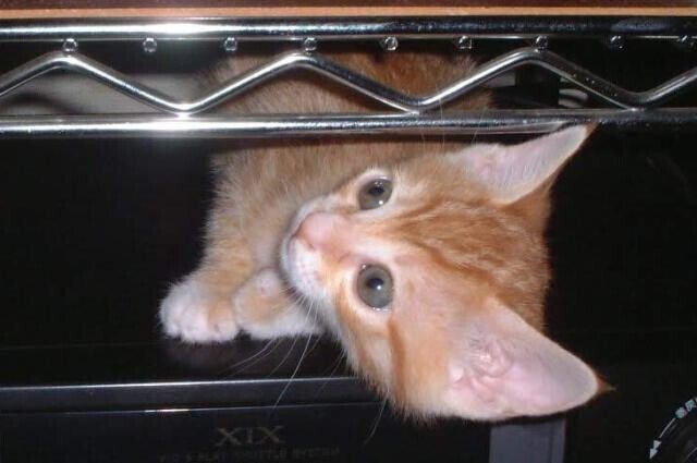 猫 猫が可愛い理由はベビーシェマ たけblog Note