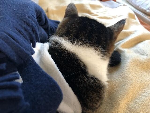猫 猫が可愛い理由はベビーシェマ たけblog Note 猫 猫が可愛い理由はベビーシェマ たけblog Note