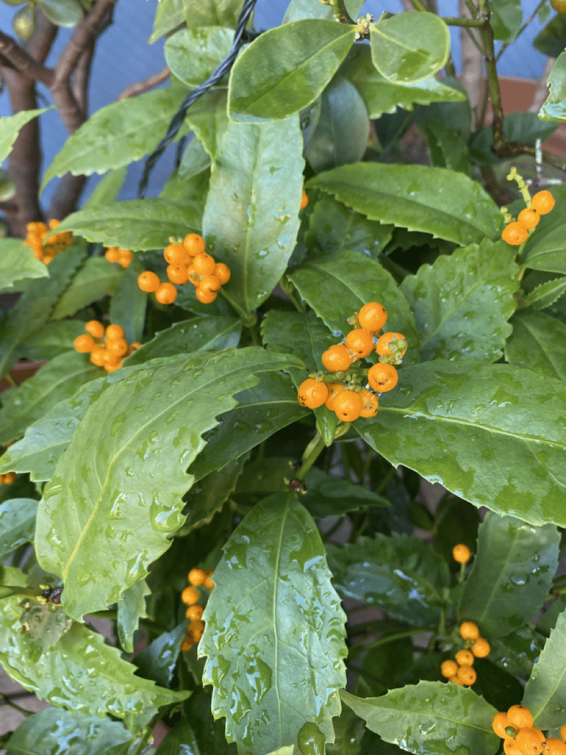 南天 千両 万両の見分け方 目明士 あき めあかし あき Note