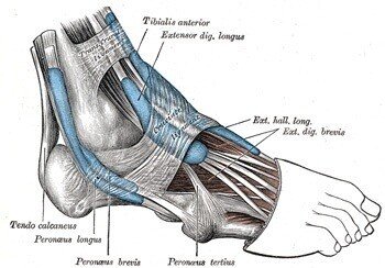 伸筋支帯　解剖学