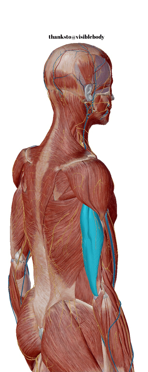 二の腕痩せの真実とやり方 ゆうま 骨盤ダイエット Note