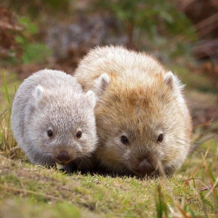 荒みシリーズ第2弾は 一番好きな動物ウォンバットさんです ぶさかわです 昔見た番組で カメラの前にのそのそやって来て そのまま眠ってしまった姿を見て以来大好きになりました う こはなんとサイコロ状 さる Note