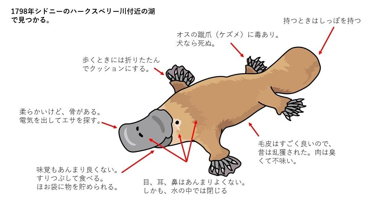 中学受験と時事問題 娘とカモノハシ再び ヤスノブ 娘と中学受験 Note