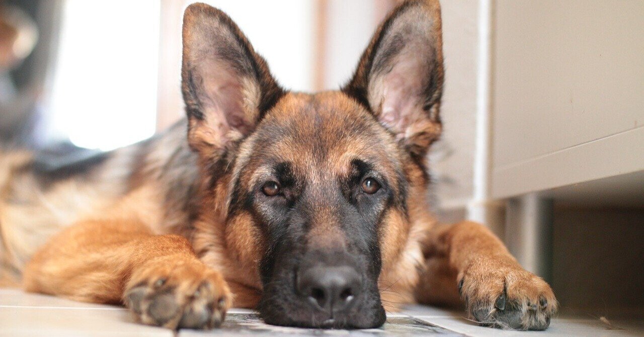 英語に似ているドイツ語 14 じょさのん 語学屋さん Note 英語に似ているドイツ語 14 じょさのん 語学屋さん Note