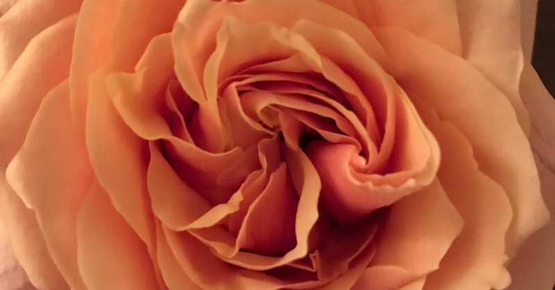 やっぱり人が好きなのかもしれない 日記192 Makorange8 Note