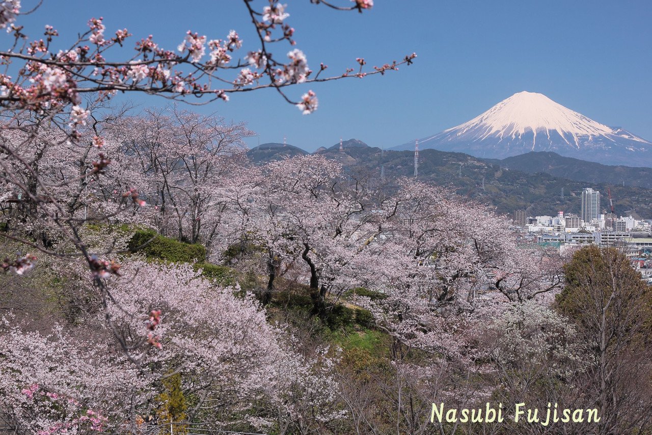 富士山の日 なので 春の富士山画像を貼っておきます 楓 Note