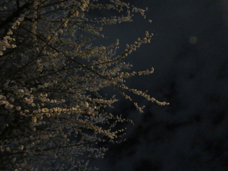 夜桜ならぬ　「夜梅　✿」（読み方によっては危ない。右上の〇は月ではなくてハレーション）