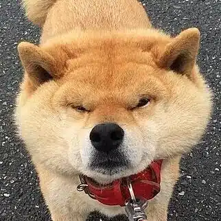 犬柴