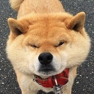 犬柴