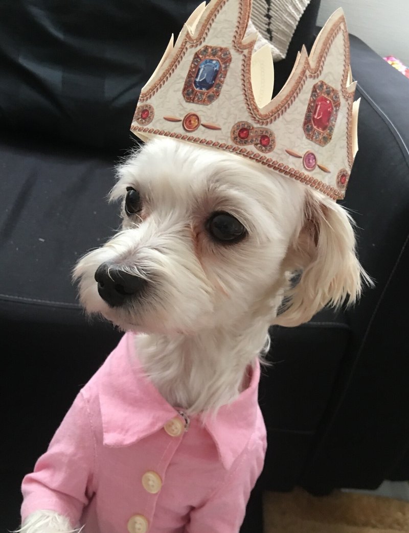 ウチの子に捧ぐ にんじんとほうれん草の犬用クッキー ユイじょり Note ウチの子に捧ぐ にんじんとほうれん草の犬用クッキー ユイじょり Note