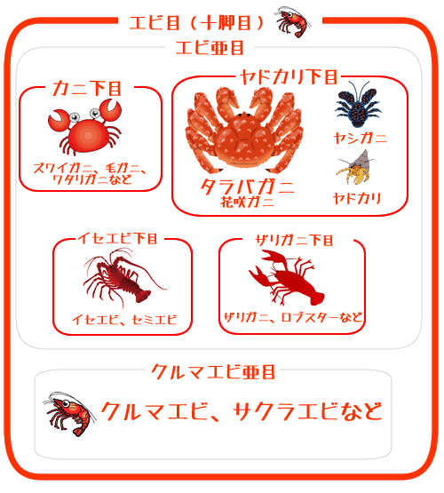 タラバガニはカニじゃない サミー パパ3年生 Note