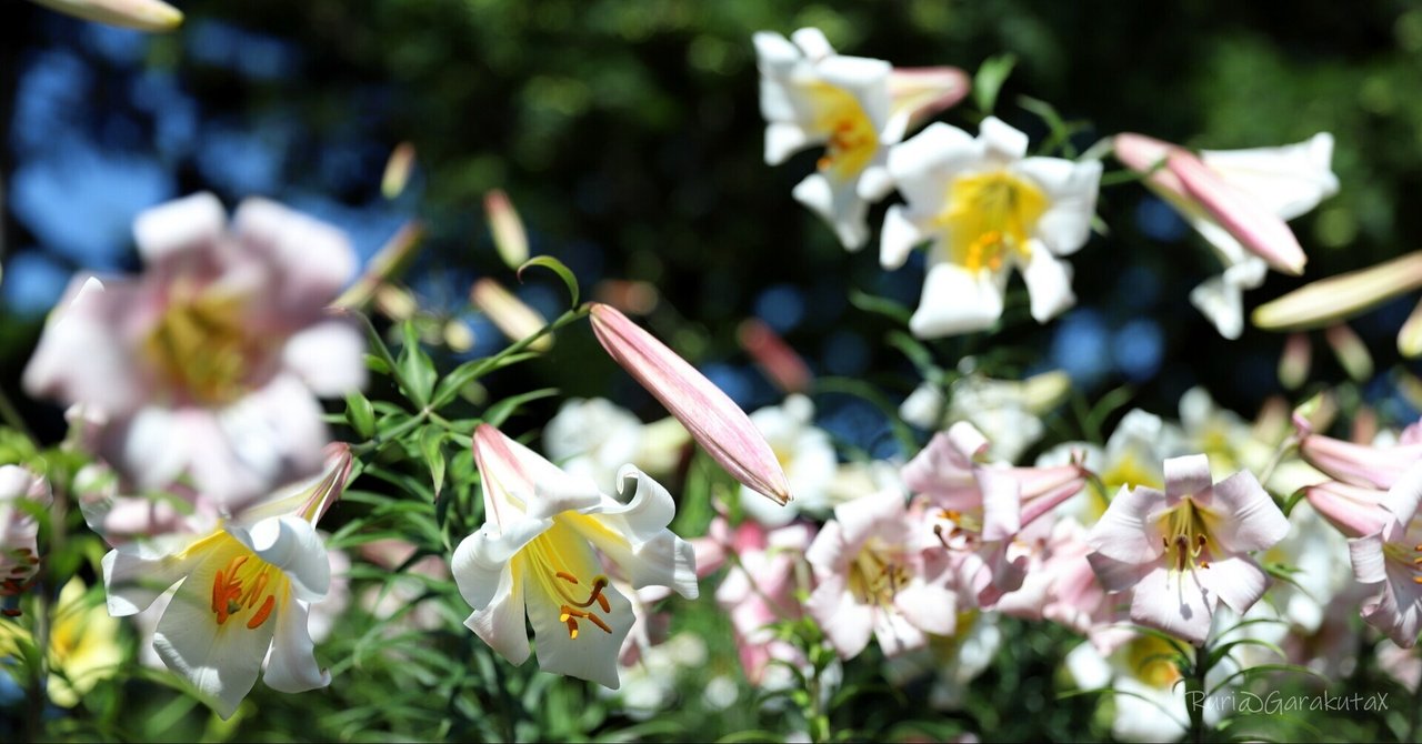 リーガルリリー るり ᴥ Note