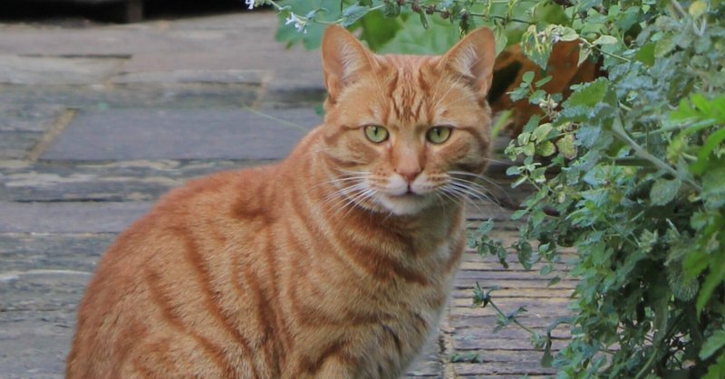 秘書がやりました 傑作選 こも 零細企業営業 5月読書数76冊 Note