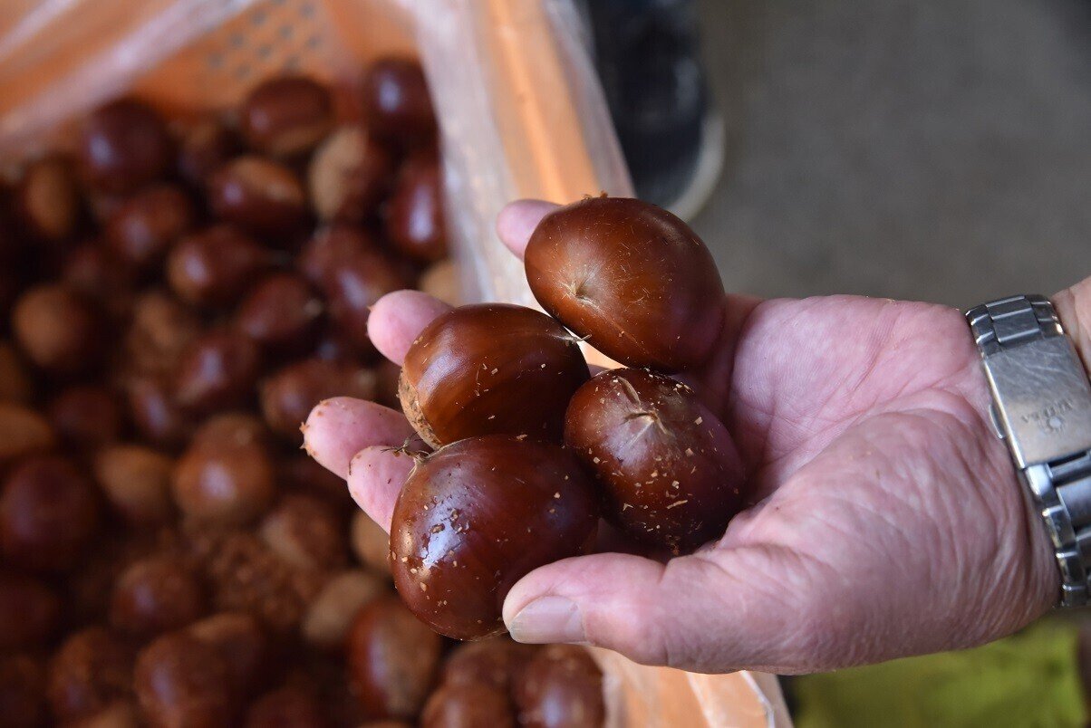 高級栗 飯沼栗 10キロ 今年の新作から定番まで！ - 野菜