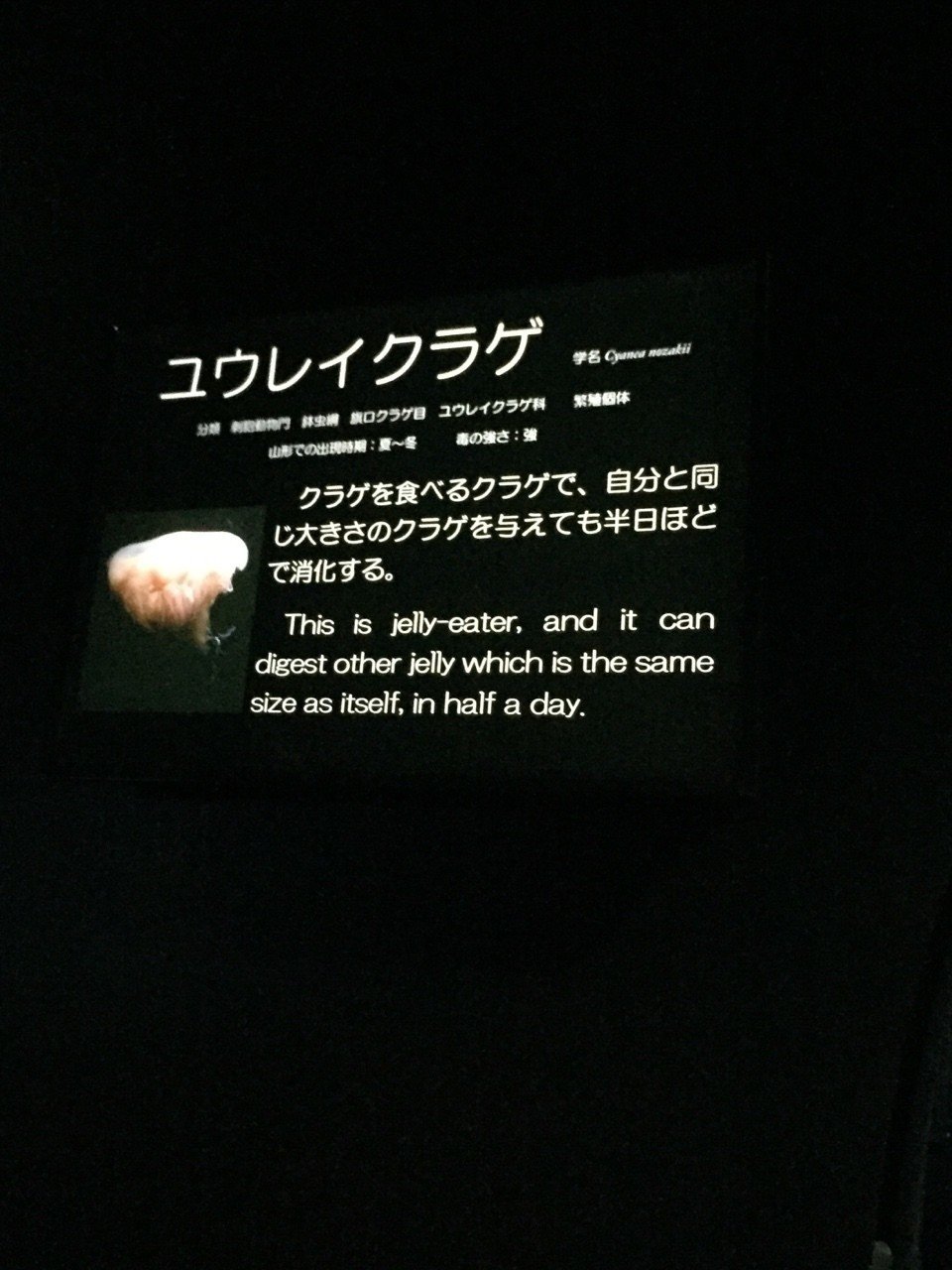 クラゲを見るぞ 仙台 鶴岡の旅 16 11 26 28 みゅーおん 絶賛厨ニ病 ๑ ㅂ و Note クラゲを見るぞ 仙台 鶴岡の旅 16 11 26 28 みゅーおん 絶賛厨ニ病 ๑ ㅂ و Note