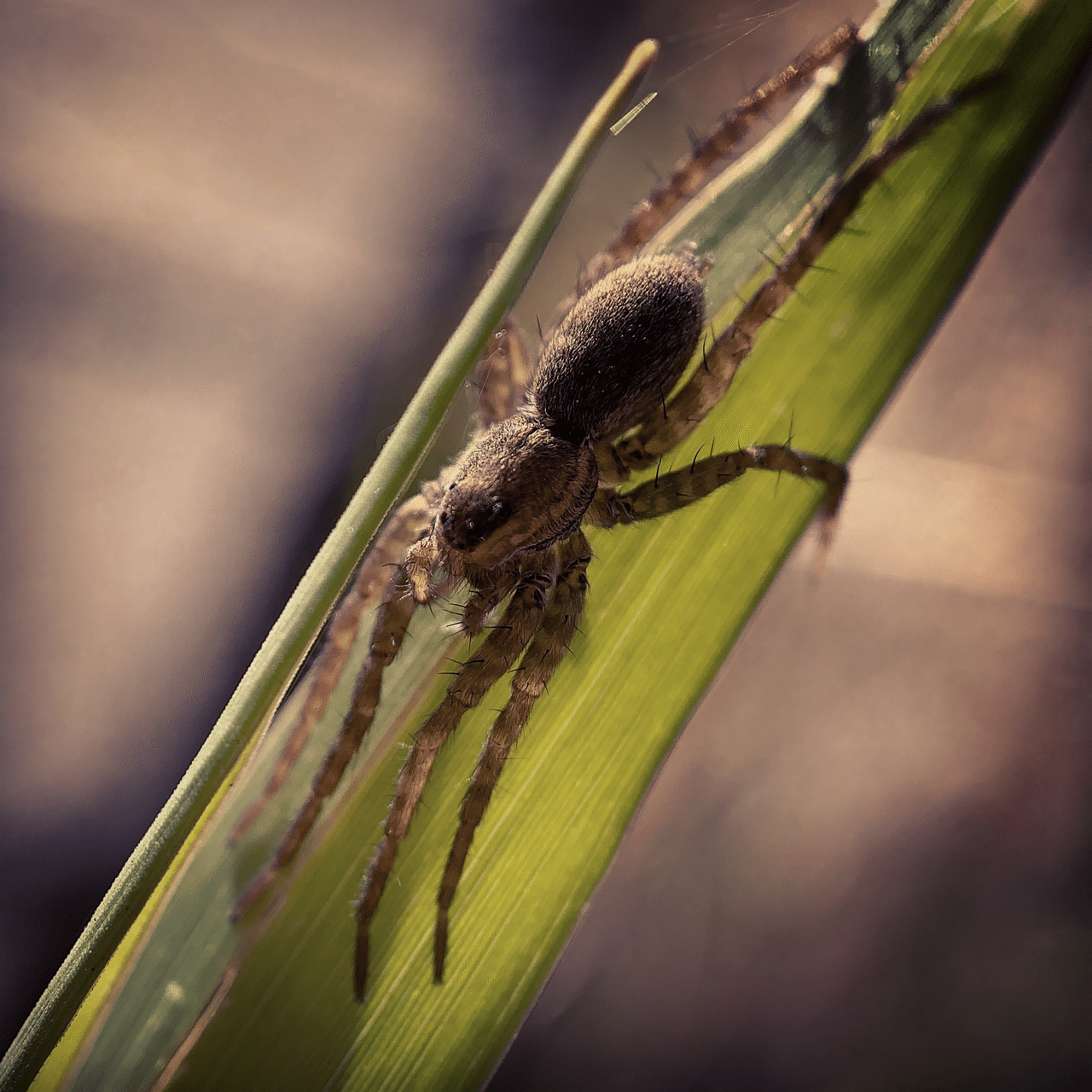 そのへんの3cm vol.160 #クモ #種類がわからない|フジイピカピ / その