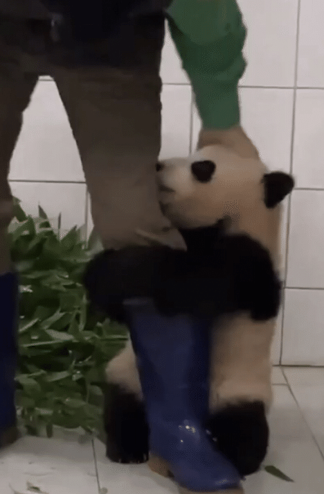 娘が ママ見て 私みたいなパンダみつけた 今の娘はこういう状態だそうです 飼育員さんが私で パンダ ちゃんが娘です ベタベタ赤ちゃん状態 娘は二十歳過ぎてます もう一つの彼女のリ Candy Note