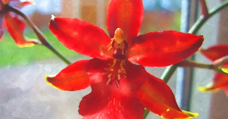 12月29日 誕生花は彗星蘭 誕生花短歌 御子柴 流歌 Note