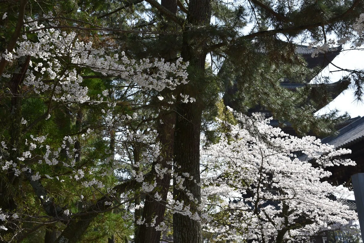 画像52