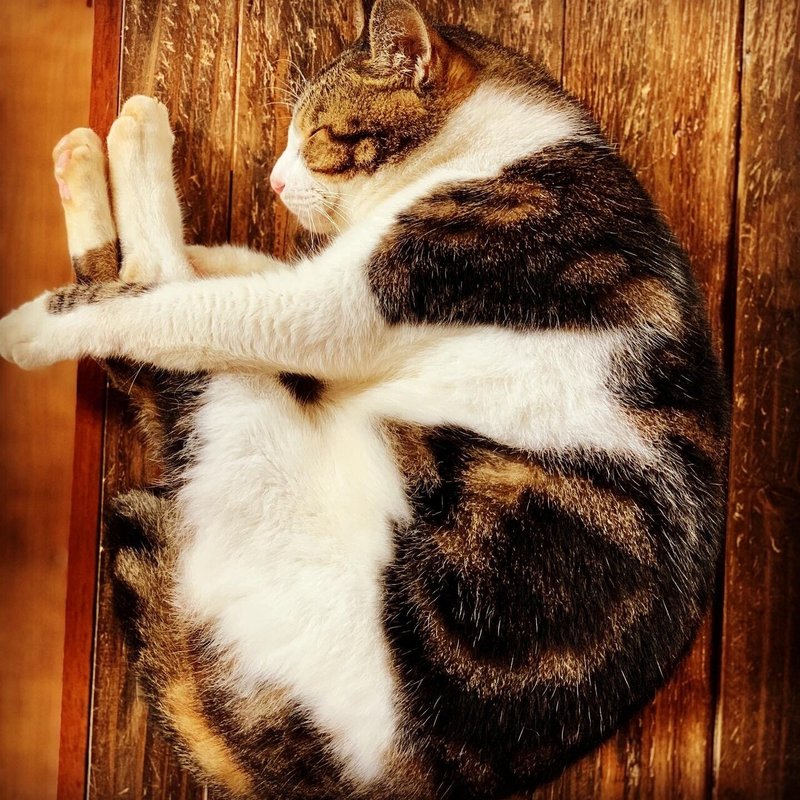 猫はこたつで丸くなる よいお年を Seiji Ramone Note