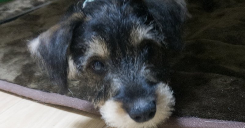 保護犬預かり日誌 ミニチュアシュナウザー ミカヅキ Kei Note