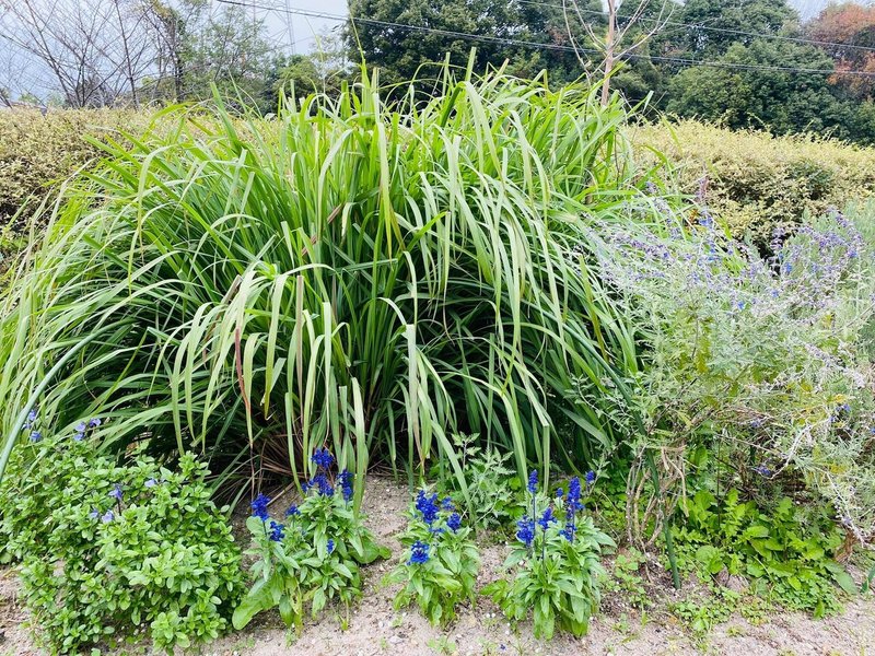 ガーデニング2年生 レモングラスのしめ飾り アルパカに会えるバルーンやさん アルパカ パカ Note