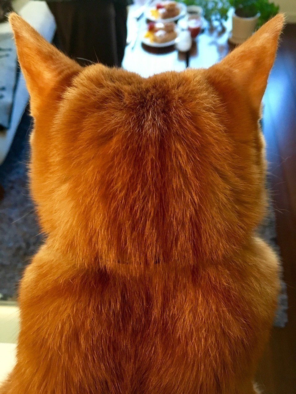 チビ 弟 の後頭部 いい子でママをまってます Mizunote Note