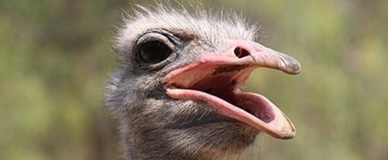 海賊じいちゃんの贈り物 見事なハートフルブラックユーモアコメディ エウテルペ Note 海賊じいちゃんの贈り物 見事なハートフルブラックユーモアコメディ エウテルペ Note