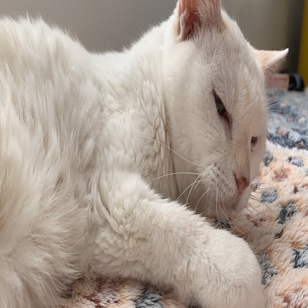 白い猫の話 うめ Note