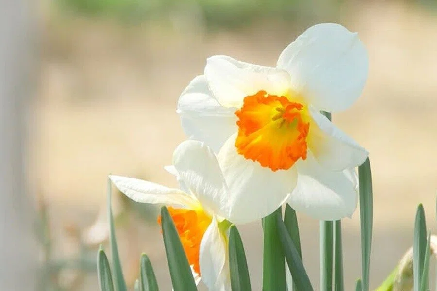 水仙 花がら摘み あなたの休日のための壁紙hdr