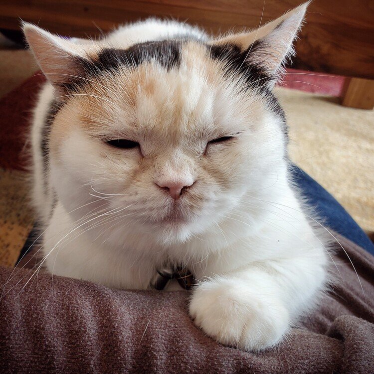 さっちゃんは、時々ワタシの膝の上から魂だけどっかに出かけちゃう。


#cat #neko #猫 #猫の幸 #猫のいる暮らし #猫はちいさいお坊さん #不思議ちゃん #猫の幸犬の麩 
https://facebook.com/cat.sachi.2014 
https://instagram.com/catsachi.dogfu